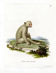 Sooty Mangabey (gravura colorida)