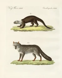 Animais sul-americanos (gravura colorida)