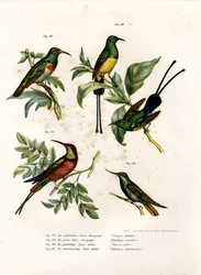 Sul-colarinho-de-coleira Sunbird, 1864
