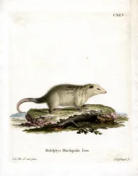 Opossum do Sul (gravura colorida)