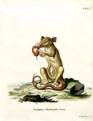Opossum do Sul (gravura colorida)