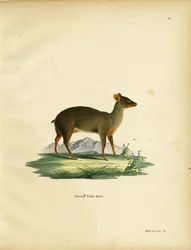 Pudu do sul