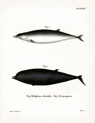 Baleia-de-bico-de-Sowerby (gravura colorida)