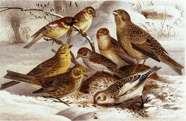 Pardais, prato de "Brehms Tierleben": Allgemeine Kunde des Tierreichs", vol 4, p. 335, publicado pelo Bibliographisches Institut
