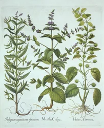 Hortelã, Urtiga Romana e Horsemint de Folhas Longas, de Hortus Eystettensis, de Basil Besler (1561-1629), pub. 1613 (gravura colorida à mão)