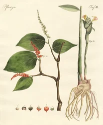 Especiarias