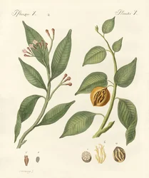 Especiarias