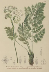 Spignel (My athamanticum)
