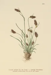 Erva-pau cravada (Luzula spicata)
