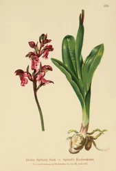 Orquídea do ponto (Orchis spitzelii)