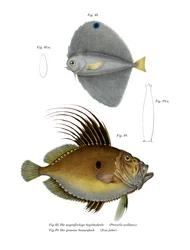 Spotted Fanfish (cor litho)