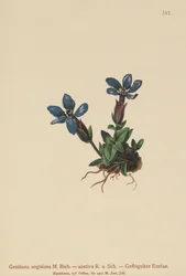 Primavera genciana (Gentiana primavera, Geniiana angular, Geniiana Verão)