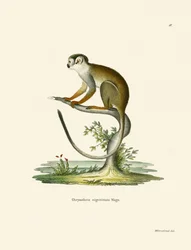 Macaco Esquilo (gravura colorida)