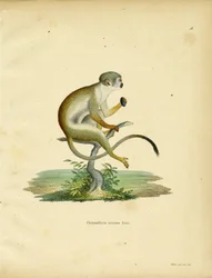 Macaco Esquilo (gravura colorida)
