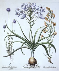 Estrela de Belém, com Blue Flowered Sheeps Bit e Dyers Greenwood, de Hortus Eystettensis, de Basil Besler (1561-1629), pub. 1613 (gravura colorida à mão)