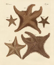 Estrelas do mar