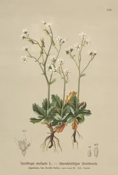 Saxifraga Estrelada (Saxifraga stellaris)