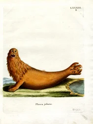 Steller Sea Lion (gravura colorida)