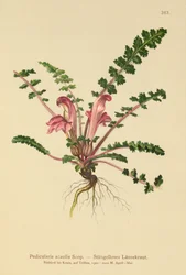 Lousewort sem haste (Pedicularis acaulis)