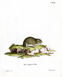 Estepe Lemming (gravação a cores)