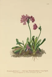 Primrose pegajosa (Primula glutinosa)