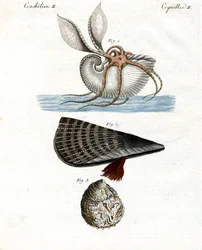 Estranho