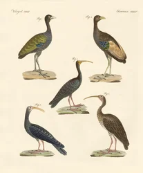 Estranhas aves brasileiras (gravura colorida)