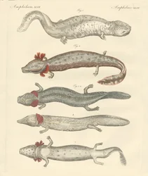 Estranhos anfíbios (gravura colorida)