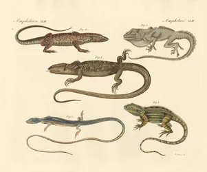 Estranhos anfíbios (gravura colorida)