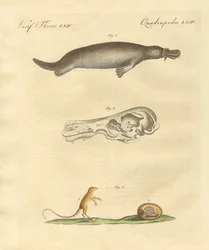 Animais estranhos (gravura colorida)