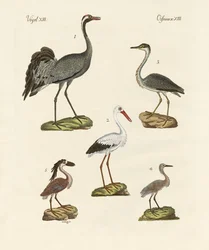 Aves de praia estranhas