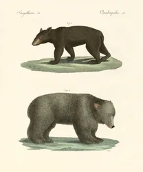 Ursos estranhos (gravura colorida)
