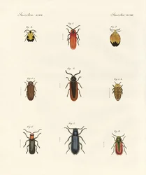 Escaravelhos estranhos (gravura colorida)