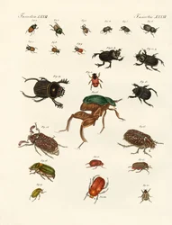 Escaravelhos estranhos (gravura colorida)
