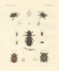 Escaravelhos estranhos (gravura colorida)
