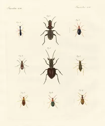 Escaravelhos estranhos (gravura colorida)