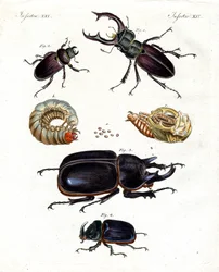 Besouros estranhos