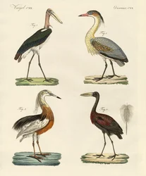 Aves estranhas (gravura colorida)