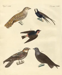 Aves estranhas (gravura colorida)