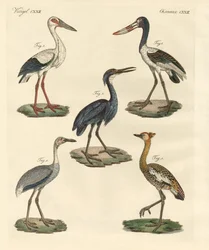 Aves estranhas (gravura colorida)