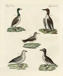 Aves estranhas (gravura colorida)