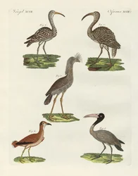 Aves estranhas (gravura colorida)