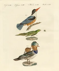 Aves estranhas (gravura colorida)