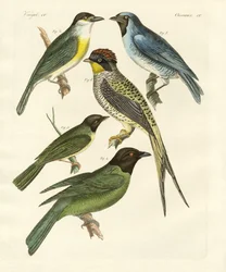 Aves estranhas (gravura colorida)