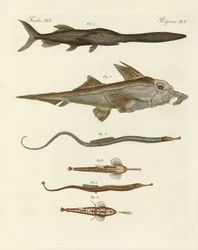 Peixes cartilaginosos estranhos (gravura colorida)
