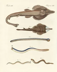 Peixes cartilaginosos estranhos (gravura colorida)