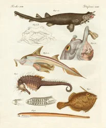 Peixes cartilaginosos estranhos