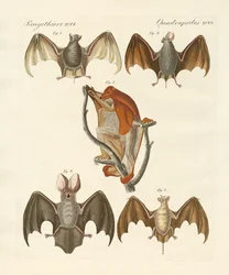 Quirópteros estranhos