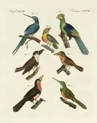 Estranhas aves trepadeiras (gravura colorida)
