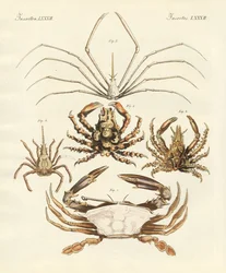 Caranguejos estranhos (gravura colorida)
